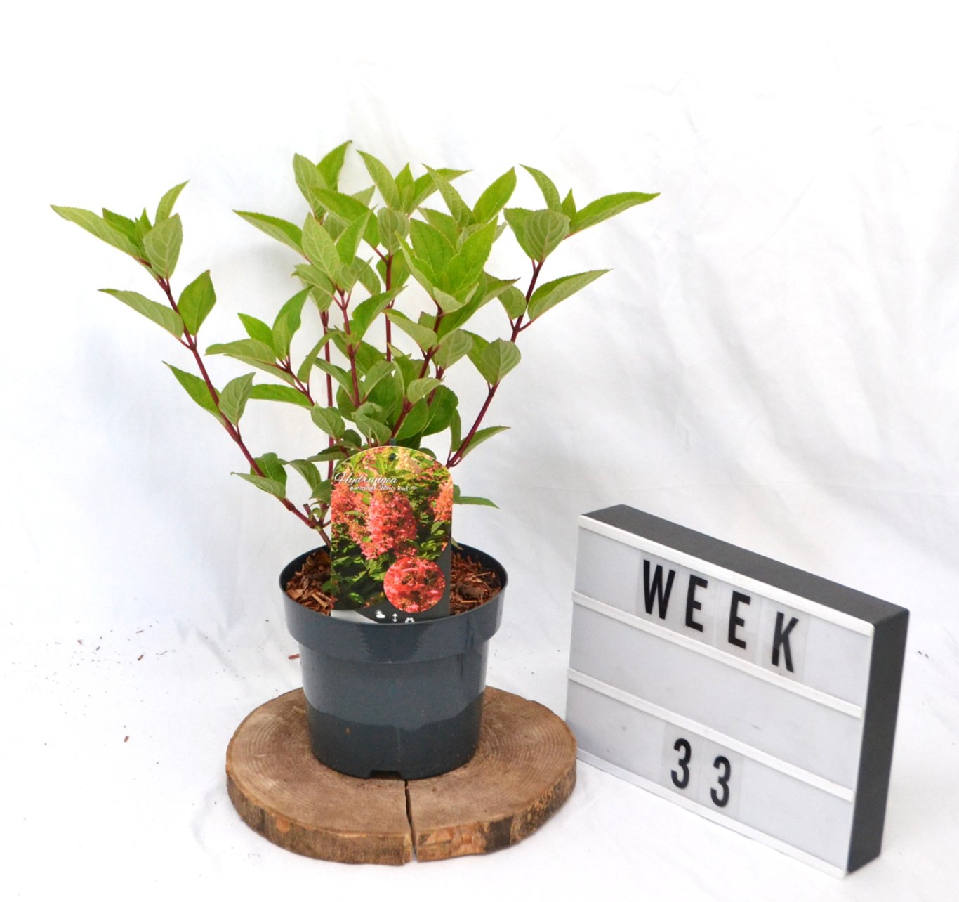 Hydrangea pan. 'Wim's Red' - C3 20-40 CM